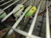 Budgerigar birds